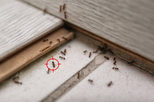 Best Pest Control for Homes  in Hartford, SD