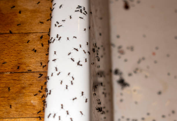 Pest Prevention Services in Hartford, SD